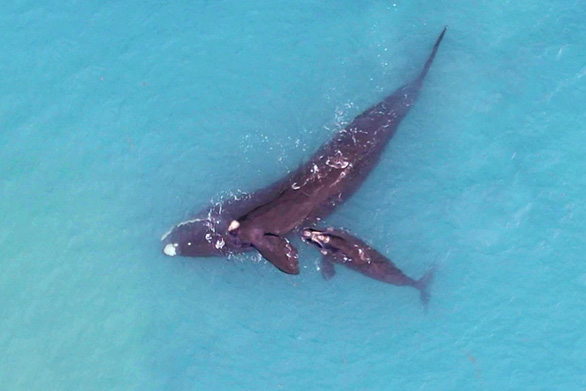 Hy hữu cá voi nhận con nuôi khác loài - Ảnh 3.