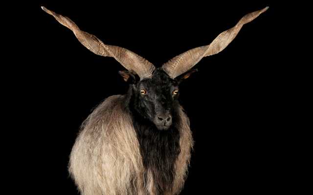 Cừu Racka có bộ lông siêu dày và cặp sừng xoắn ốc kỳ lạ - Ảnh 1.