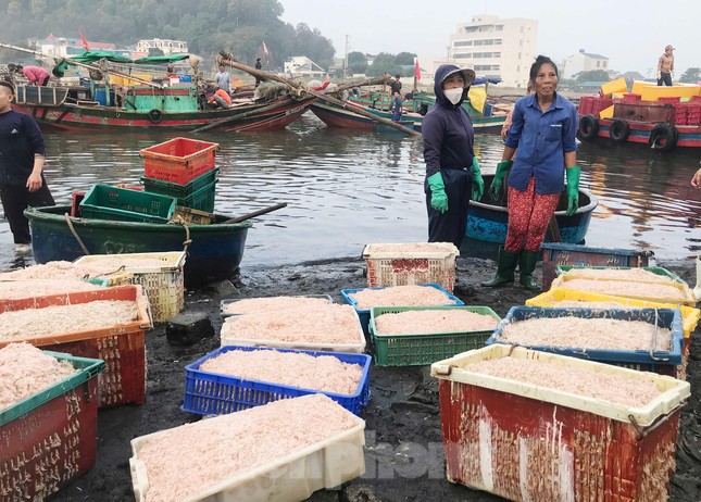 Ngư dân Nghệ An bội thu ruốc biển, thu hàng triệu đồng mỗi ngày - Ảnh 10.
