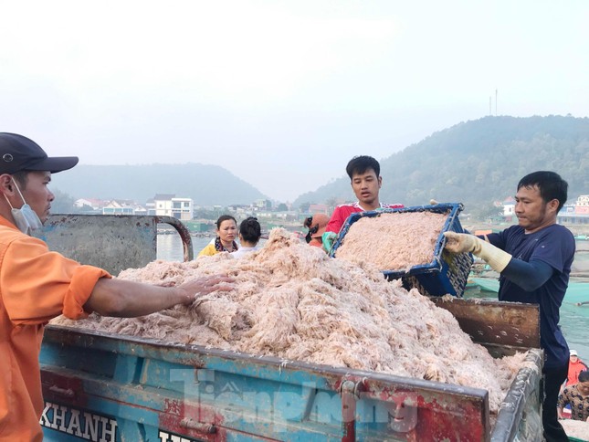 Ngư dân Nghệ An bội thu ruốc biển, thu hàng triệu đồng mỗi ngày - Ảnh 8.