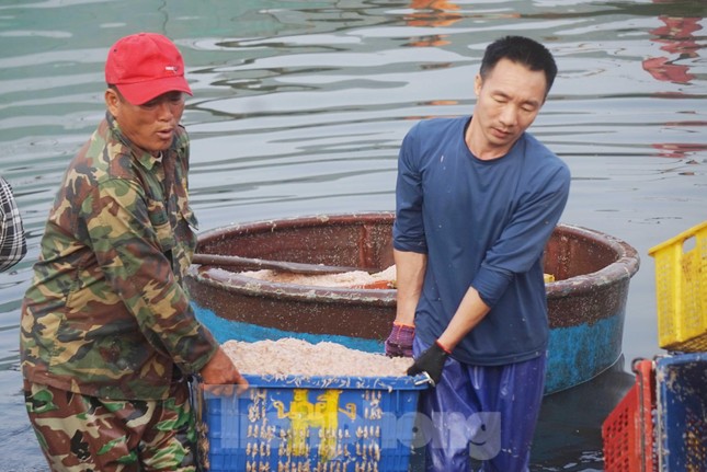 Ngư dân Nghệ An bội thu ruốc biển, thu hàng triệu đồng mỗi ngày - Ảnh 5.