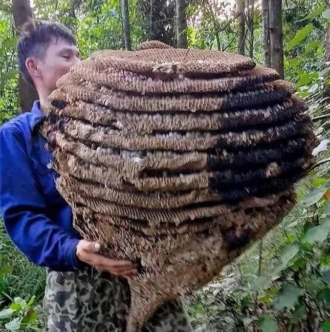 Săn được tổ ong khủng 10 tầng, nặng hơn 20kg, thu cả yến nhộng - Ảnh 1.