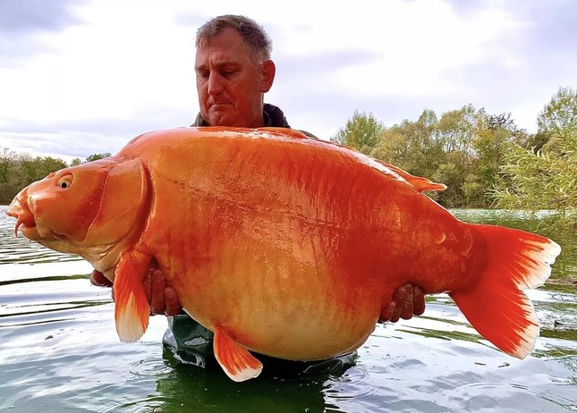 Câu được cá vàng khổng lồ nặng 30kg - Ảnh 1.