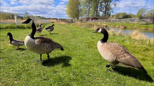 Nỗi sợ kỳ lạ của người dân Bắc Mỹ: Loài ngỗng Canada - Ảnh 5.