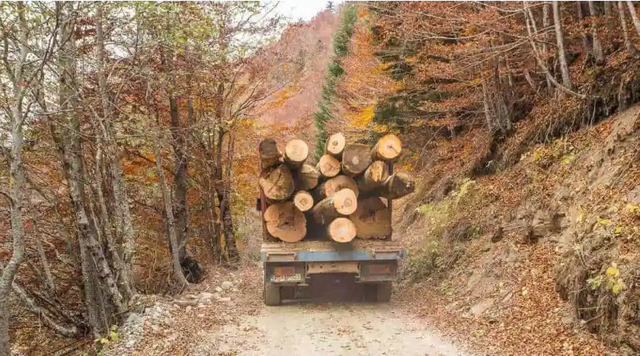 Châu Âu dùng sức ép thương mại nhằm ngăn chặn phá rừng - Ảnh 1.