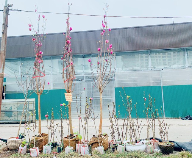 Người Hà Nội chi tiền triệu mua mộc lan chơi Tết sớm - Ảnh 1. Người Hà Nội chi tiền triệu mua mộc lan chơi Tết sớm - Ảnh 1.