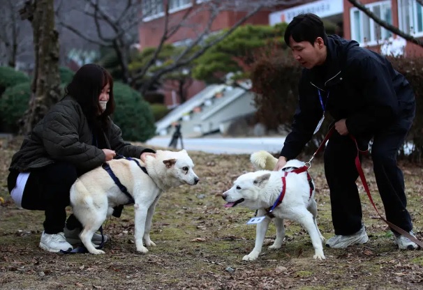 Số phận đôi cún là biểu tượng của hòa bình và hợp tác trên bán đảo Triều Tiên - Ảnh 2.