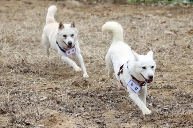 Số phận đôi cún là biểu tượng của hòa bình và hợp tác trên bán đảo Triều Tiên - Ảnh 1.