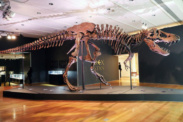 Tại sao giao bán hóa thạch khủng long lại là mất mát lớn của nền khoa học? - Ảnh 4.