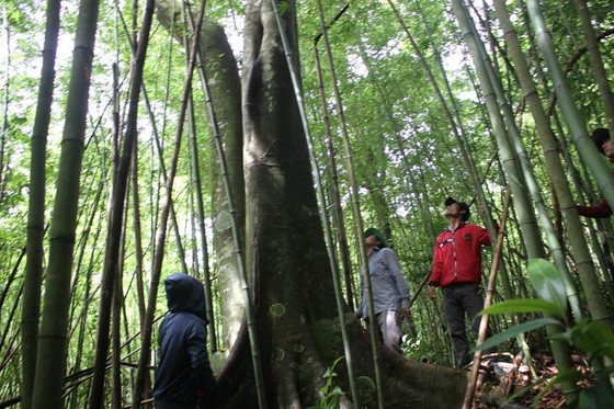 Rừng tự nhiên của cộng đồng đầu tiên ở Việt Nam được cấp chứng nhận quốc tế về dịch vụ hệ sinh thái - Ảnh 1.
