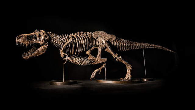 Tại sao giao bán hóa thạch khủng long lại là mất mát lớn của nền khoa học? - Ảnh 2.