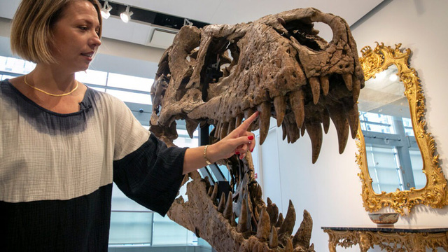 Tại sao giao bán hóa thạch khủng long lại là mất mát lớn của nền khoa học? - Ảnh 1.