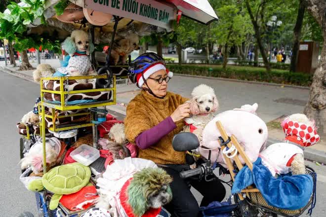  Câu chuyện đáng yêu mùa Noel này: Bà lão 71 tuổi và chiếc xe chở 13 chú cún khắp đường phố Hà Nội  - Ảnh 3.