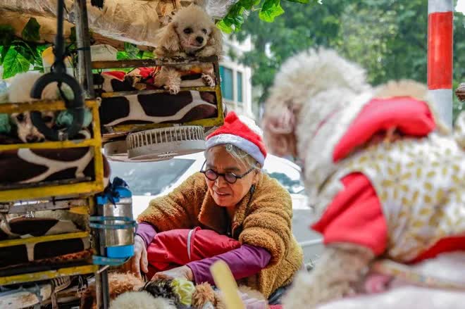  Câu chuyện đáng yêu mùa Noel này: Bà lão 71 tuổi và chiếc xe chở 13 chú cún khắp đường phố Hà Nội  - Ảnh 13.