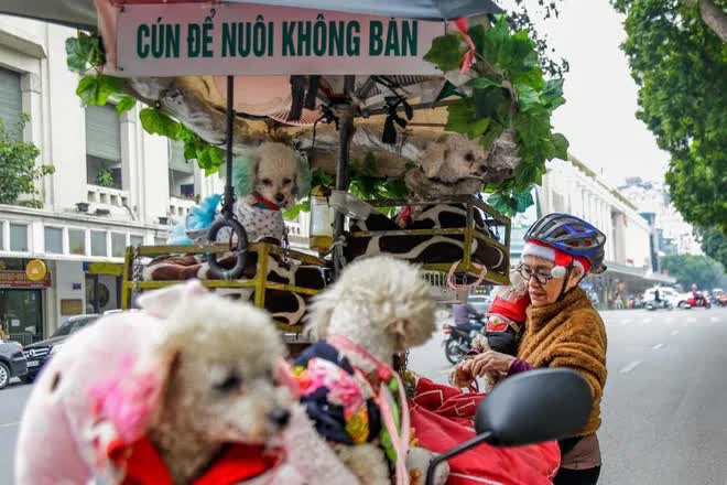  Câu chuyện đáng yêu mùa Noel này: Bà lão 71 tuổi và chiếc xe chở 13 chú cún khắp đường phố Hà Nội  - Ảnh 8.
