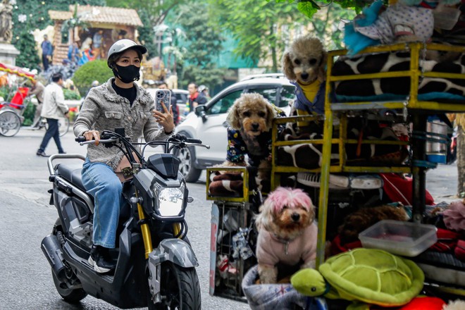  Câu chuyện đáng yêu mùa Noel này: Bà lão 71 tuổi và chiếc xe chở 13 chú cún khắp đường phố Hà Nội  - Ảnh 6.