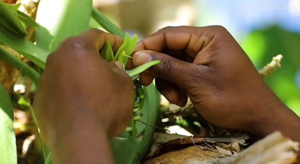  Vì sao Madagascar vẫn nghèo dù đi đầu về xuất khẩu vani - hương liệu ‘vàng xanh’ đắt hơn bạc?  - Ảnh 3.