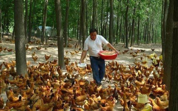 Giám đốc từ chức về quê nuôi giống gà không ai mua nhưng lại kiếm hàng trăm tỷ đồng mỗi năm theo cách không tưởng - Ảnh 1.