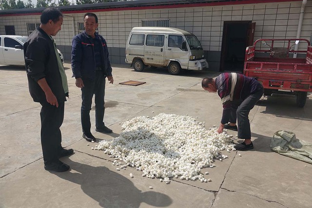  Một thị trấn ở Trung Quốc dùng loại sâu đặc biệt để hái ra tiền  - Ảnh 5.