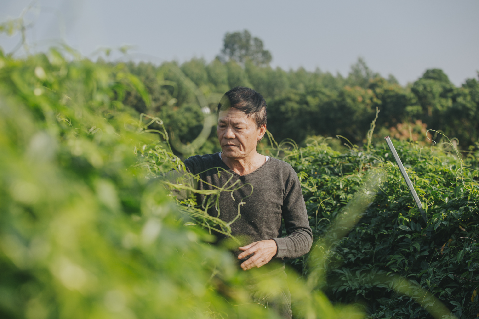 Nông dân Bắc Giang thu tiền tỷ mỗi năm nhờ trồng sâm tiến vua - Ảnh 6.