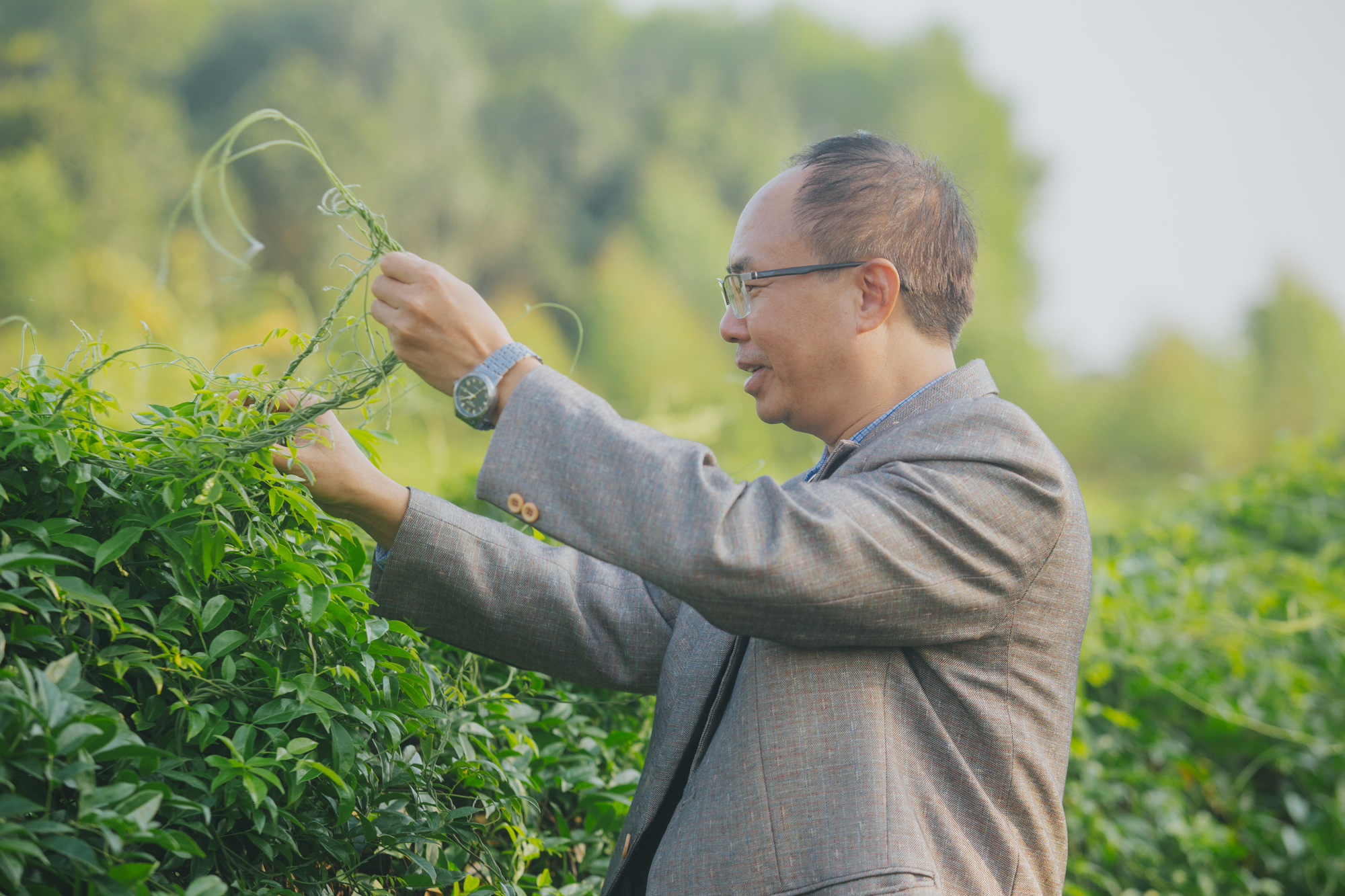 Nông dân Bắc Giang thu tiền tỷ mỗi năm nhờ trồng sâm tiến vua - Ảnh 7.