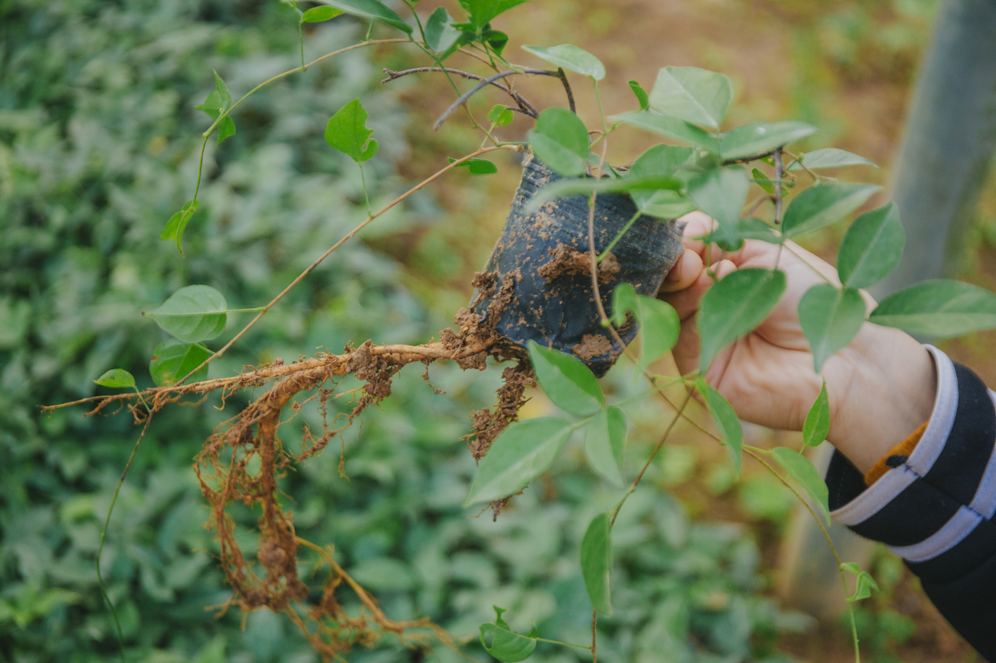 Nông dân Bắc Giang thu tiền tỷ mỗi năm nhờ trồng sâm tiến vua