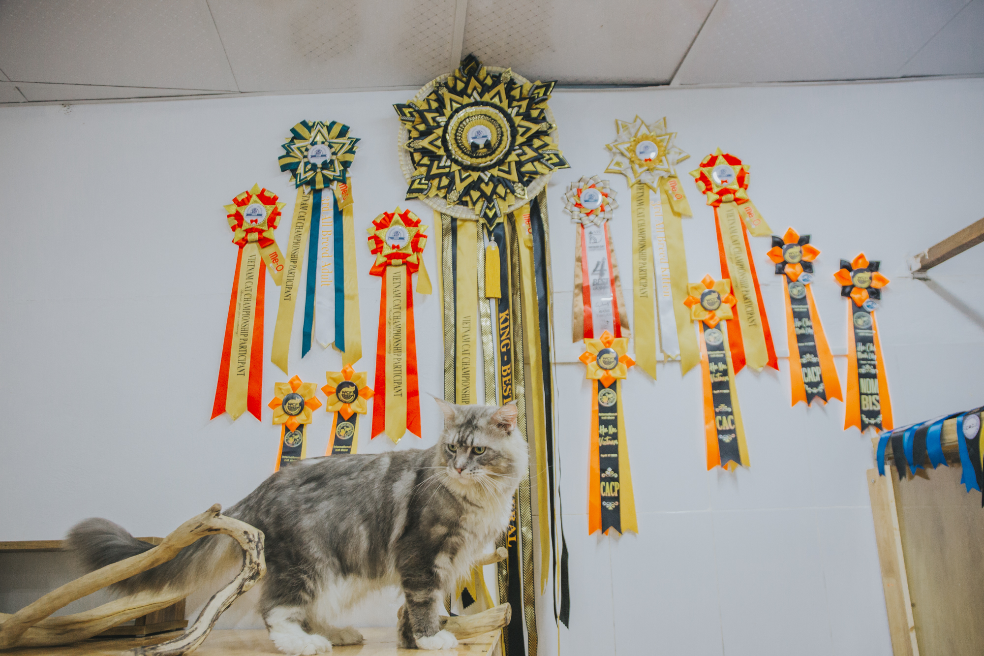 Hành trình đoạt giải cuộc thi sắc đẹp của mèo: Được chăm như em bé, tập thể dục mỗi ngày - Ảnh 1.