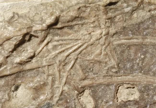 Phát hiện bằng chứng khảo cổ đầu tiên cho thấy họ hàng của loài người đã từng làm mồi cho khủng long - Ảnh 3.