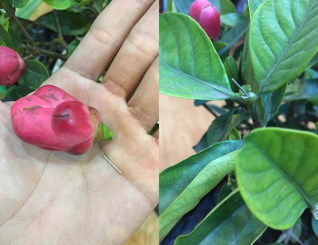  1001 chuyện tréo ngoe khi mua cây cảnh chơi Tết: táo bonsai nở ra hoa dâm bụt, quả sung được gắn keo 502  - Ảnh 2.