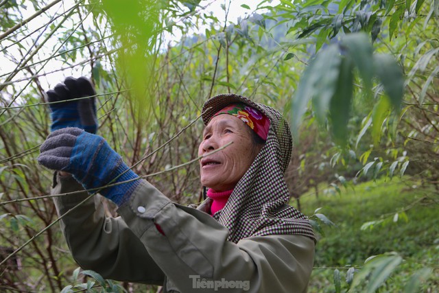  Mục sở thị nghề hái ra tiền dịp Tết  - Ảnh 10.