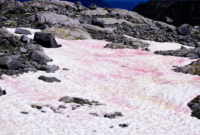 Hiện tượng tuyết hồng kỳ lạ trên các dãy núi: Đẹp mê man nhưng đồng thời là cảnh báo đỏ cho hành tinh chúng ta? - Ảnh 4.