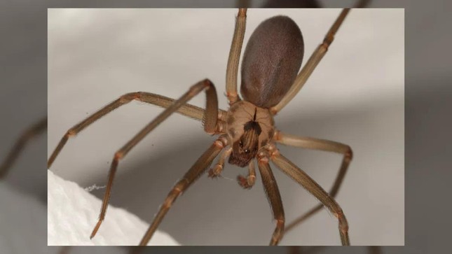 Bệnh lạ: Hai người bị phá hủy hệ miễn dịch sau khi bị nhện nâu cắn - Ảnh 1.