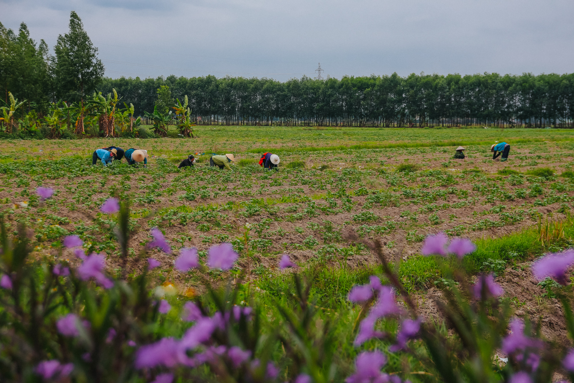 Huyện có ‘siêu nhà máy’ 9,3 tỷ USD, biến Việt Nam thành đại bản doanh của hãng điện thoại có thị phần lớn nhất thế giới - Ảnh 10.