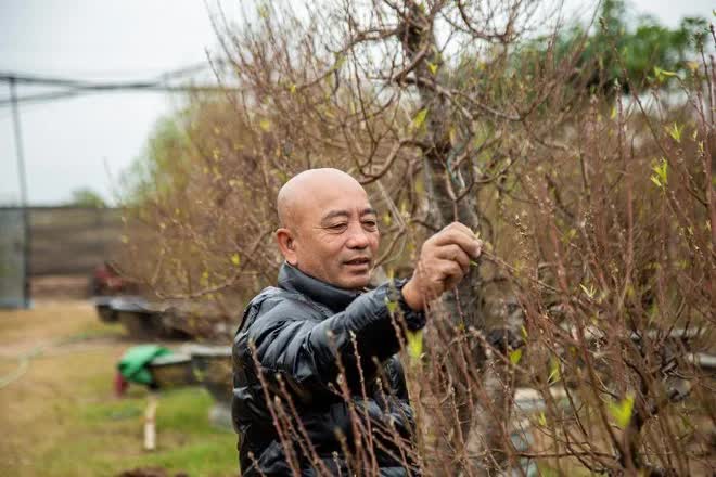 Làng đào Nhật Tân tất bật xuống lá chuẩn bị cho Tết Nguyên đán Quý Mão - Ảnh 11.