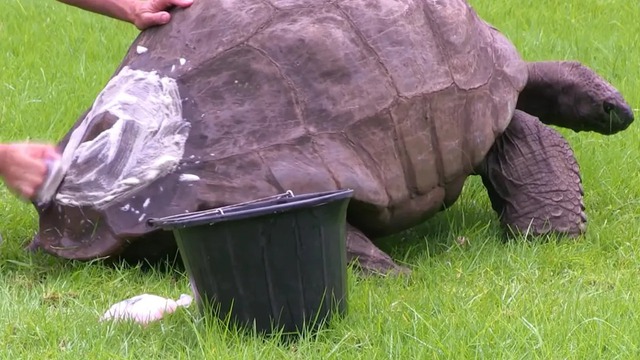 Con rùa già nhất thế giới vừa bước sang tuổi 190 - Ảnh 3.