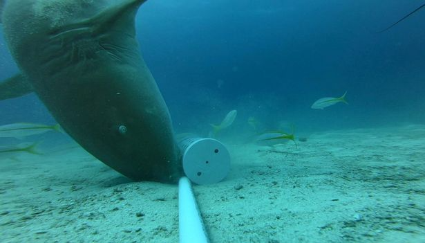 Phát hiện kỳ thú về các sát thủ đại dương: Bơi mỏi rồi, cá mập chuyển sang đi bộ dưới đáy biển - Ảnh 4.