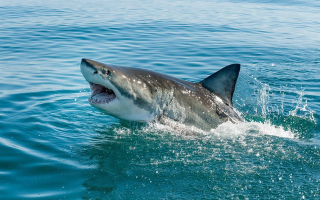 Phát hiện kỳ thú về các sát thủ đại dương: Bơi mỏi rồi, cá mập chuyển sang đi bộ dưới đáy biển - Ảnh 2.
