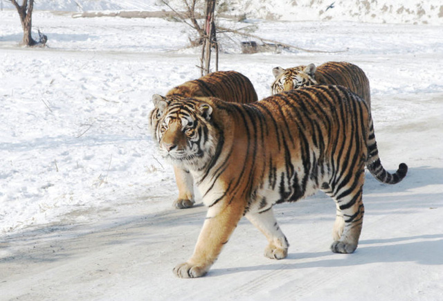 Nội địa của Siberia có gì đáng sợ như vậy, tại sao ngay cả những con hổ ở Siberia cũng ngại vào sâu? - Ảnh 1.