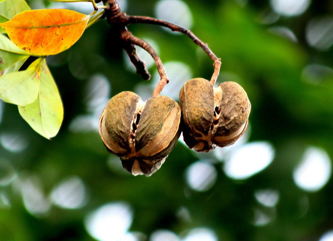 Đăng ảnh hạt cao su rồi khẳng định dân thành phố làm gì biết món này, thanh niên khiến dân mạng sốc nặng: Ủa, ăn được hả? - Ảnh 4.