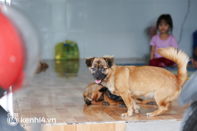 Chủ nhân đàn chó ở Cà Mau gửi lời đến nữ đại gia quận 7: Nếu chị nằm trong hoàn cảnh tui chị mới biết, tui không làm gì để chị thất vọng đâu... - Ảnh 3.