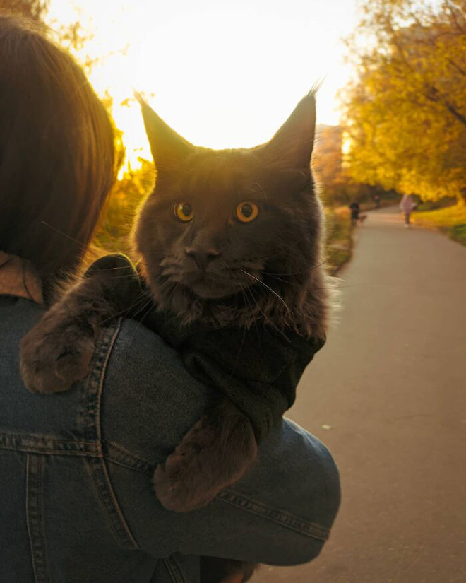 Quý ông mèo khổng lồ sở hữu thần thái vô cùng quý tộc với bộ lông đen tuyền bí ẩn khiến nhiều người lầm tưởng là báo đen - Ảnh 3.