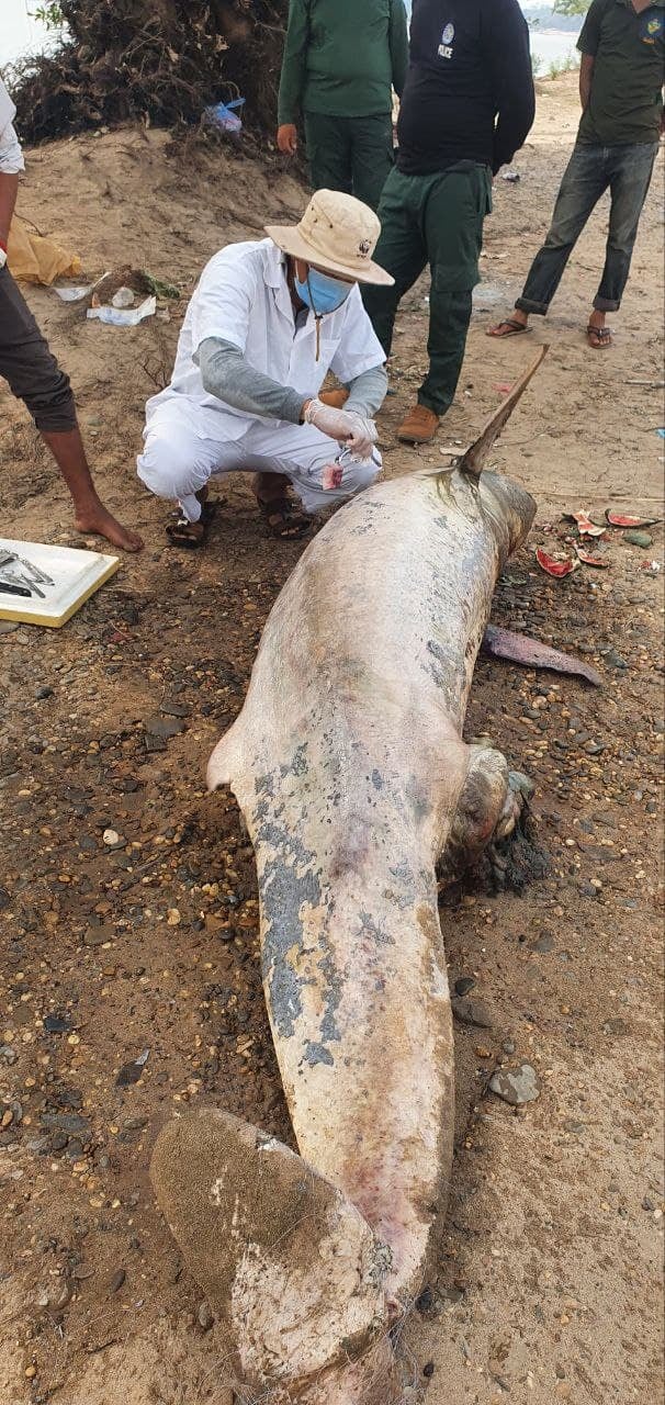 Con cá heo Irrawaddy cuối cùng chết, láng giềng Việt Nam chính thức tuyệt chủng loài này! - Ảnh 5.