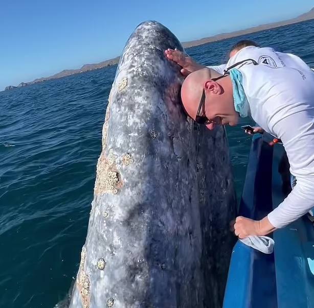 Bất ngờ chạm trán cá voi xám 45 tấn ở cự li cực gần - Ảnh 3.