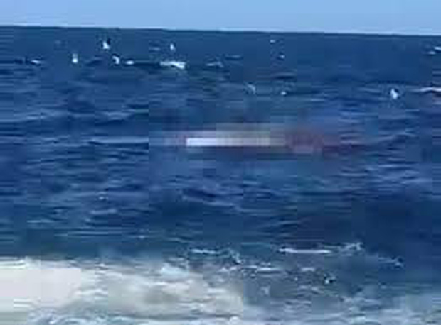 Khoảnh khắc kinh hoàng người đàn ông bị cá mập cắn tử vong khi tắm biển gây chấn động nước Úc - Ảnh 2.