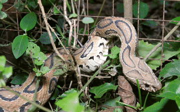 Thủ phạm của 43% ca rắn cắn ở Ấn Độ bị mắc kẹt, tự cắn vào chính mình và cái kết bất ngờ