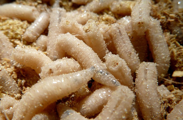 Bữa tiệc tất niên khủng khiếp giá 400.000 lượng vàng của Từ Hi Thái hậu: Ăn từ giao thừa đến hết mùng 7, nhìn thực đơn cực kỳ choáng - Ảnh 5.