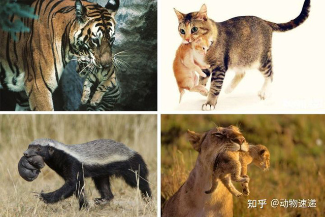 Võ Tòng đánh hổ dưới cái nhìn của khoa học  - Ảnh 8.