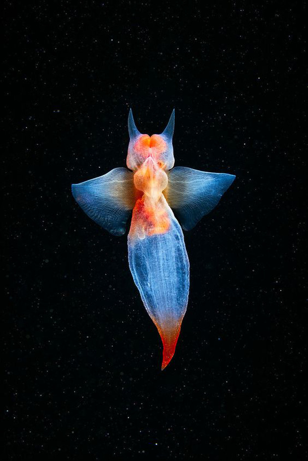 Gặp gỡ Thiên thần biển xanh - Loài bướm 18+ với những xúc tu sắc nhọn bay lượn trong lòng đại dương - Ảnh 3.