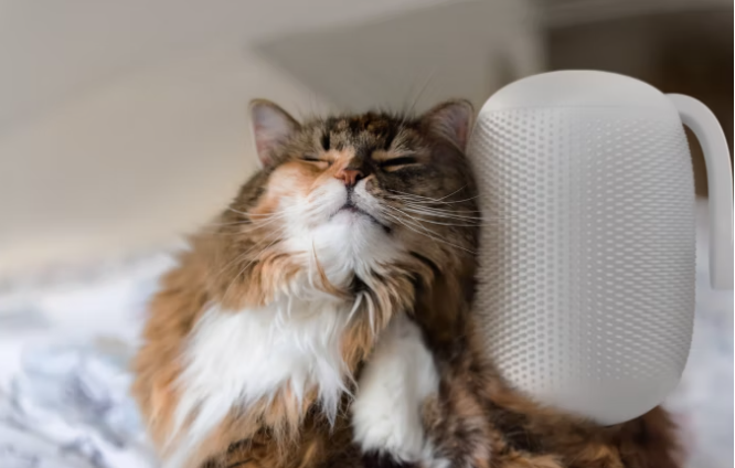 Chiều boss mèo thì hãy mua chiếc máy chải lông tự động đang gọi vốn tại Kickstarter này - Ảnh 2.
