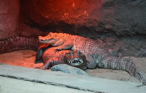 Cặp cá sấu gắn bó nửa thế kỷ vẫn chưa thể có con, nhân viên vườn thú đau lòng khi biết sự thật buồn trong một chuyện tình đẹp - Ảnh 1.